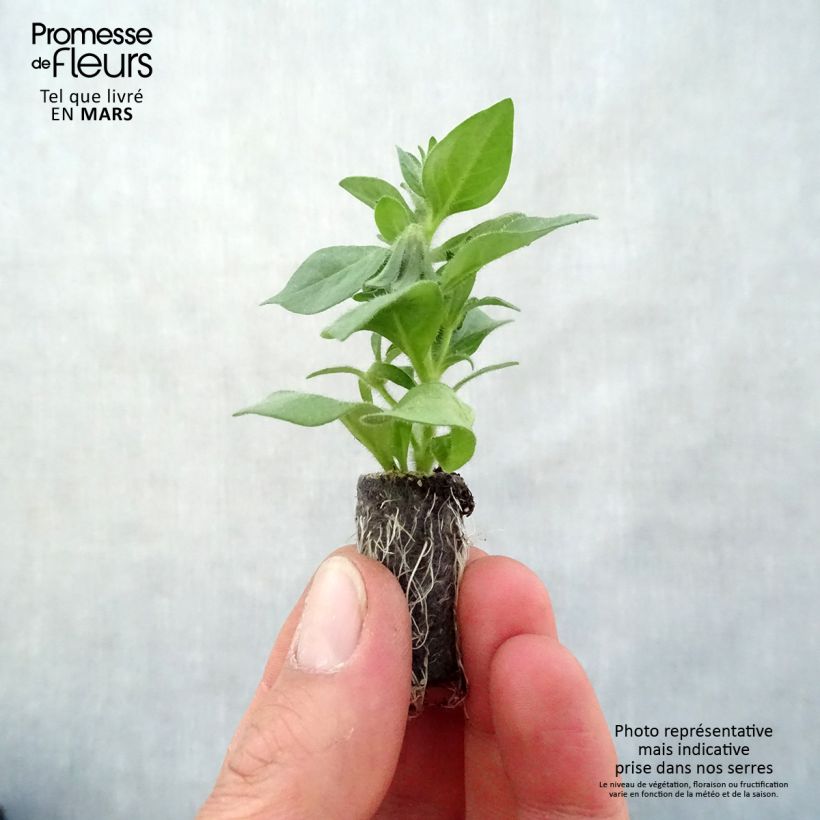 Amostra de Petchoa BeautiCal Pearl White Mini-torrão Ø 3/4 cm tal como entregue na primavera