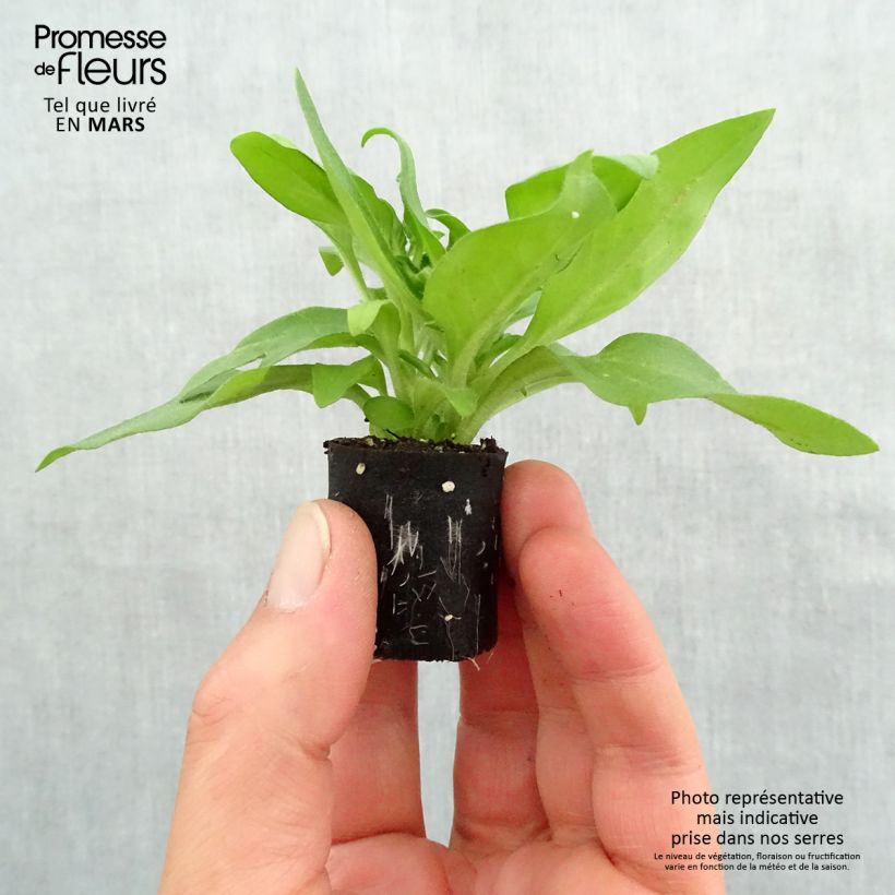Amostra de Pétunia Black Ray Mini-motte Ø 3/4 cm tal como entregue na primavera