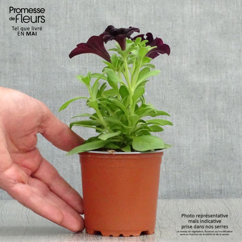 Amostra de Pétunia Black Ray Godet de 8/9 cm tal como entregue na primavera