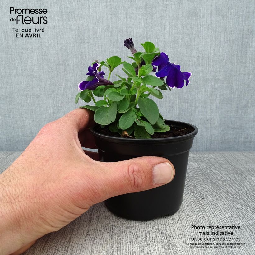 Amostra de Pétunia Blue Picotee Godet de 8/9 cm tal como entregue na primavera
