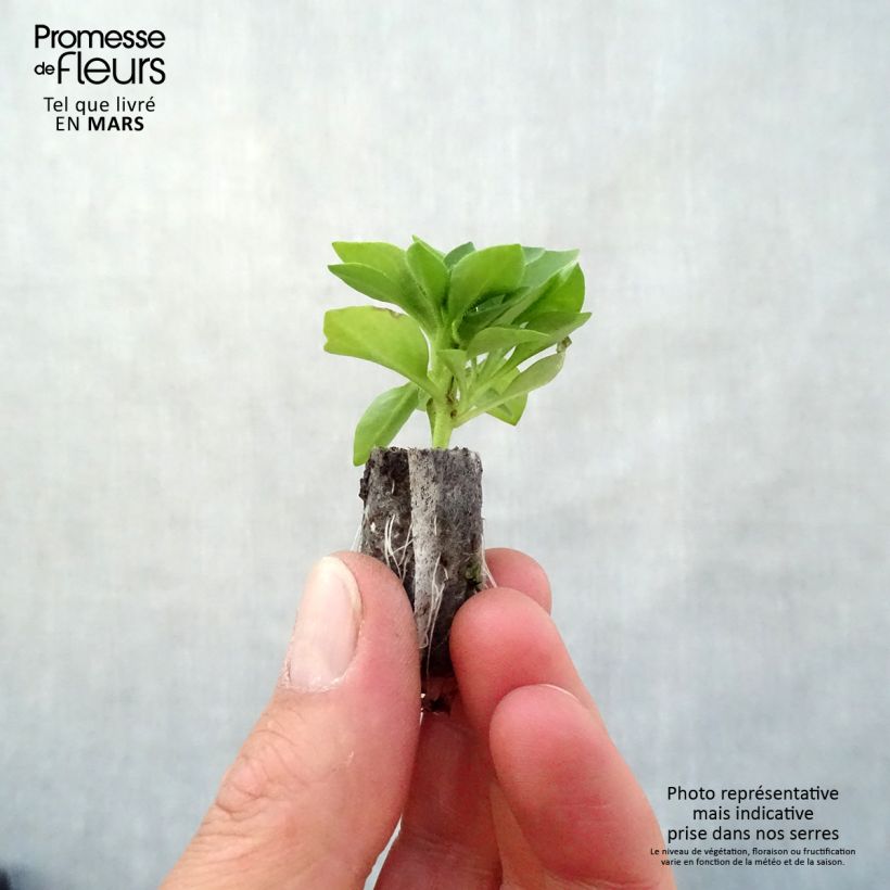 Amostra de Petunia Capella Baby Pink Mini-motte Ø 3/4 cm tal como entregue na primavera