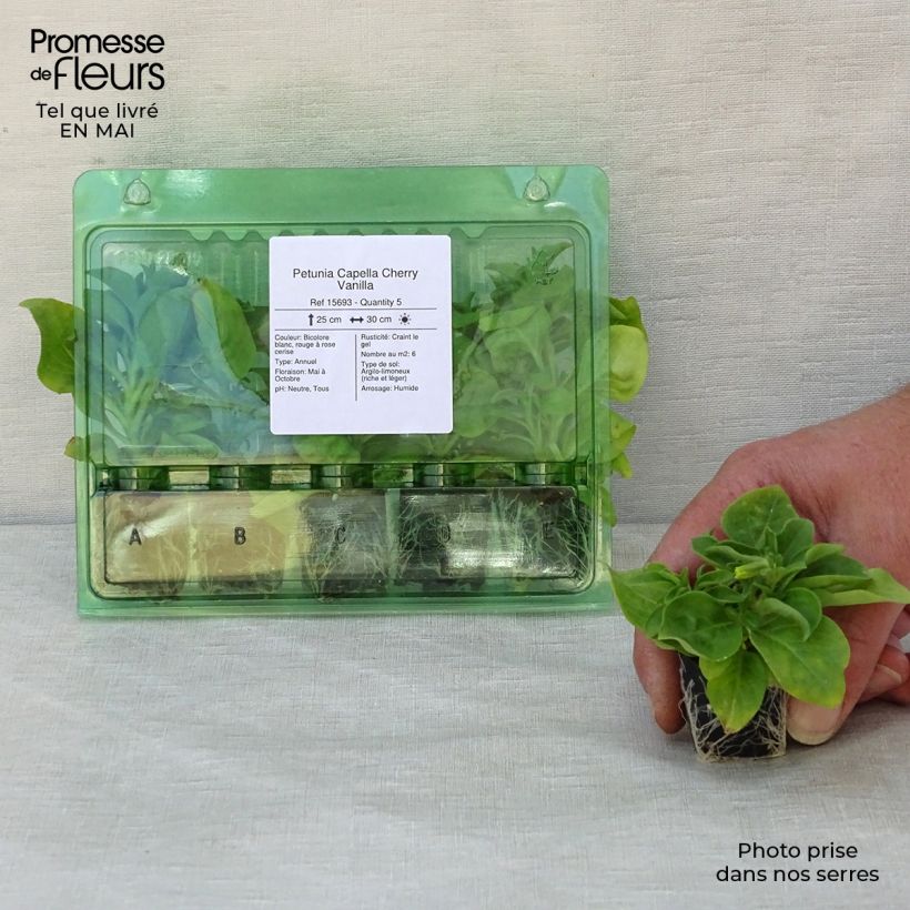 Amostra de Petunia Capella Cherry Vanilla Mini-motte Ø 3/4 cm tal como entregue na primavera