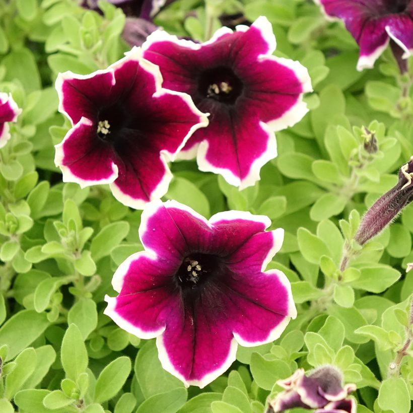 Petúnia Cardinal Rim (Floração)