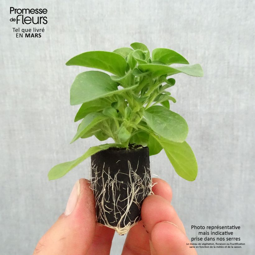 Amostra de Pétunia Cascadias Bicolor Cabernet Mini-motte Ø 3/4 cm tal como entregue na primavera