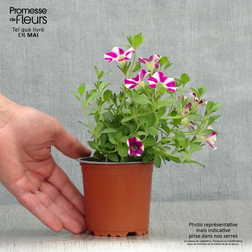 Amostra de Pétunia Cascadias Bicolor Cabernet Godet de 8/9 cm tal como entregue na primavera