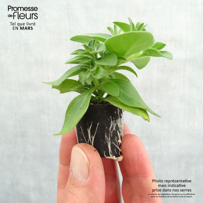 Amostra de Pétunia Cascadias Indian Summer Mini-motte Ø 3/4 cm tal como entregue na primavera