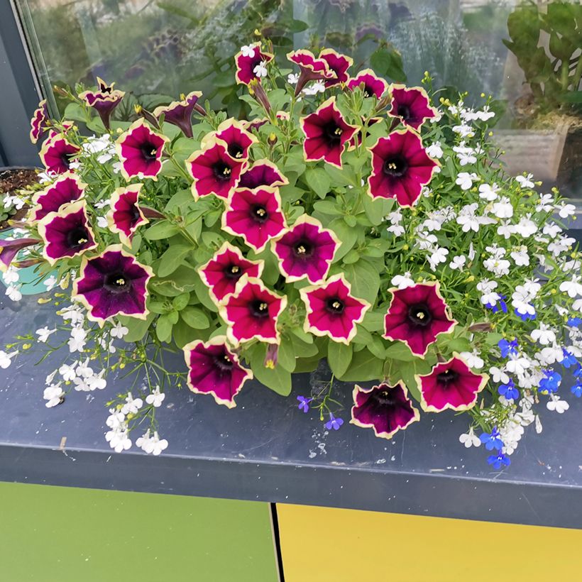 Petúnia Cascadias Rim Magenta (Hábito)