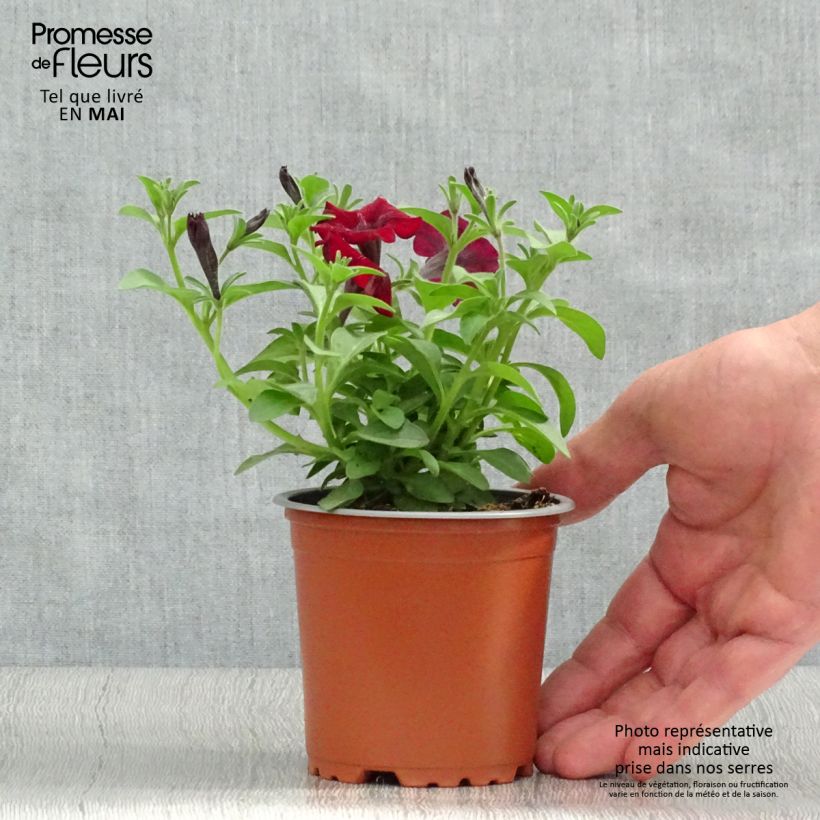Amostra de Pétunia Chocolina Godet de 8/9 cm tal como entregue na primavera