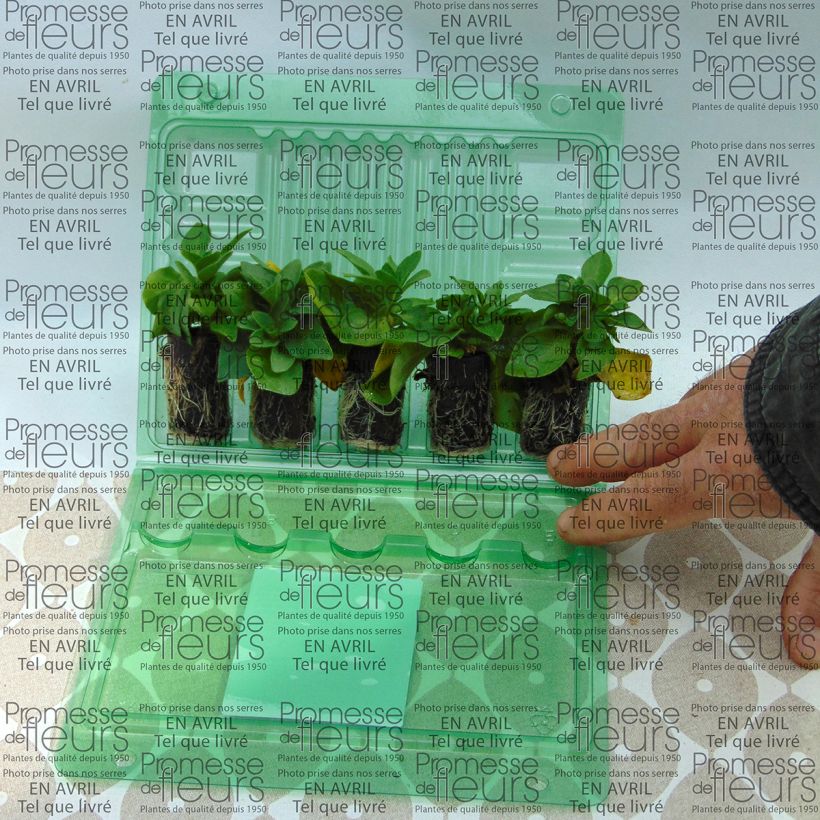 Exemplo de amostra de Pétunia Corona Rose Rim Mini-motte Ø 3/4 cm tal como entregue