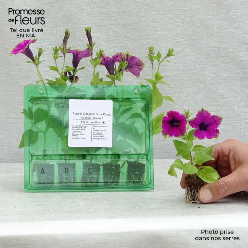 Amostra de Petunia Designer Buzz Purple Mini-motte Ø 1,5/2,5 cm tal como entregue na primavera