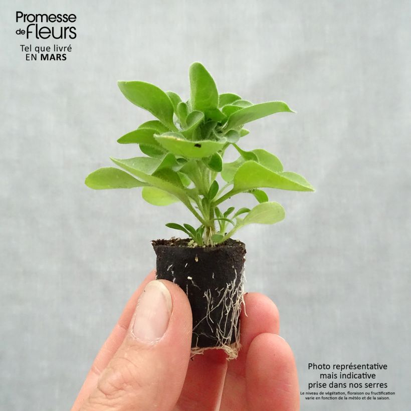 Amostra de Petunia Designer Cappuccino Mini-motte Ø 3/4 cm tal como entregue na primavera