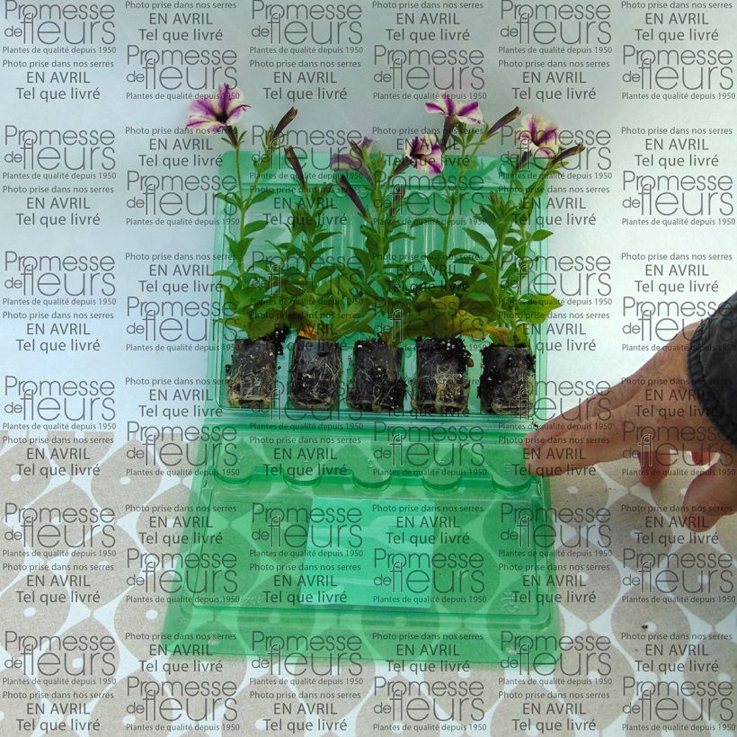 Exemplo de amostra de Pétunia Dreamstar Mini-motte Ø 3/4 cm tal como entregue