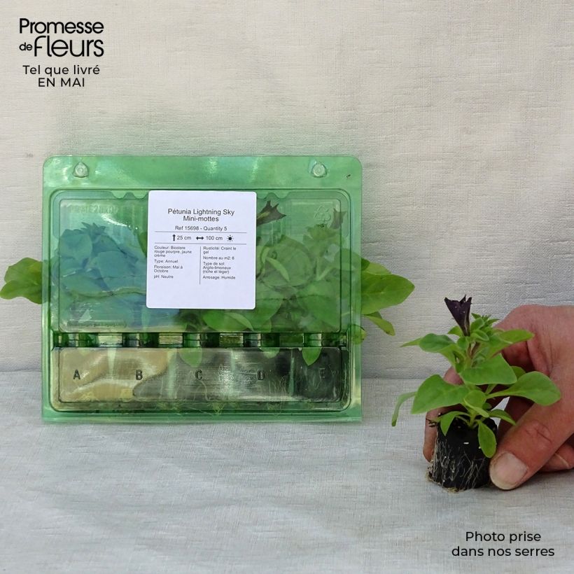Amostra de Pétunia Lightning Sky Mini-motte Ø 3/4 cm tal como entregue na primavera