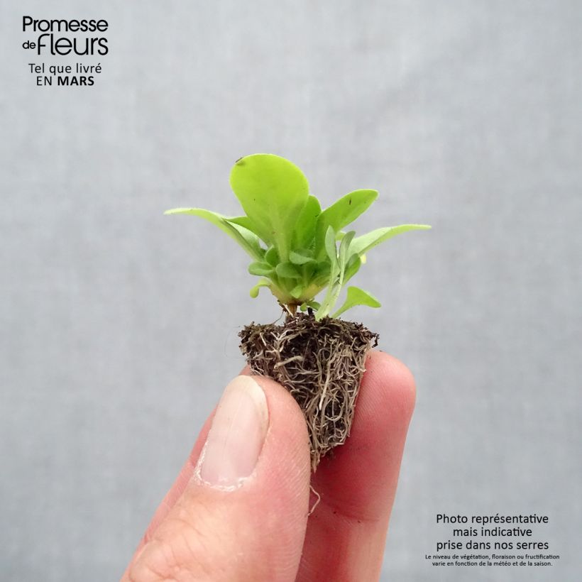 Amostra de Pétunia Mambo en mélange Minimotte : motte 2,2 cm x 2 cm en plaque de culture par 35 tal como entregue na primavera