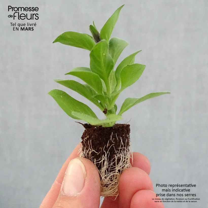 Amostra de Pétunia Merlot Mini-motte Ø 1,5/2,5 cm tal como entregue na primavera