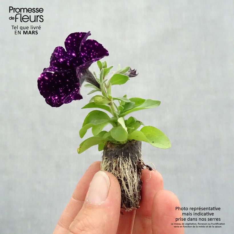 Amostra de Pétunia Mystery Sky Mini-motte Ø 1,5/2,5 cm tal como entregue na primavera