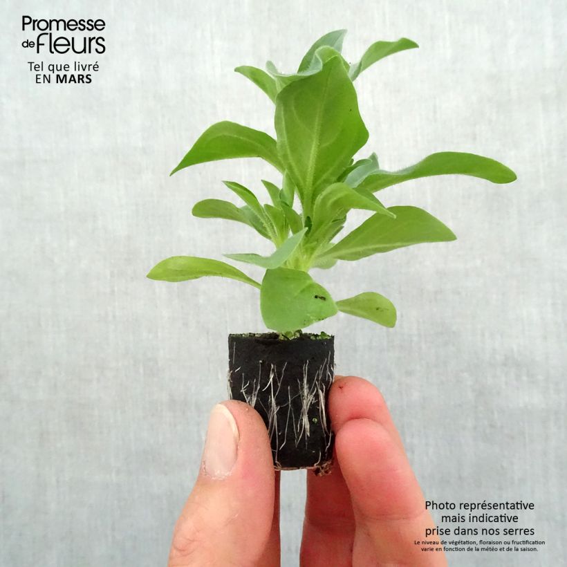 Amostra de Pétunia Night Sky Mini-motte Ø 3/4 cm tal como entregue na primavera