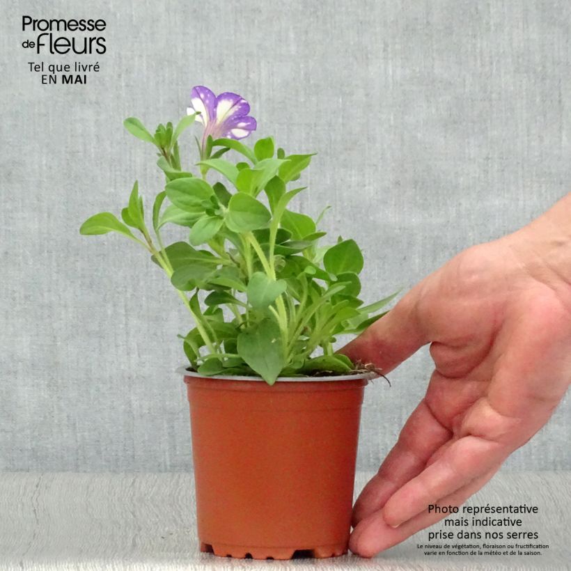 Amostra de Pétunia Night Sky Pot de 10 cm/11cm tal como entregue na primavera