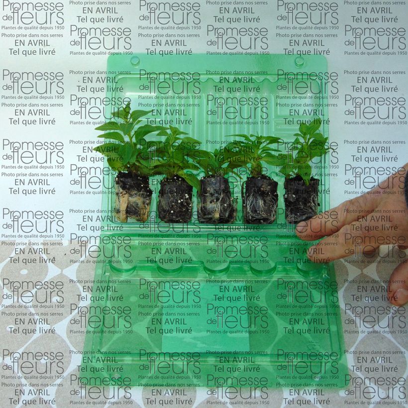 Exemplo de amostra de Petunia Pink Star Mini-motte Ø 3/4 cm tal como entregue