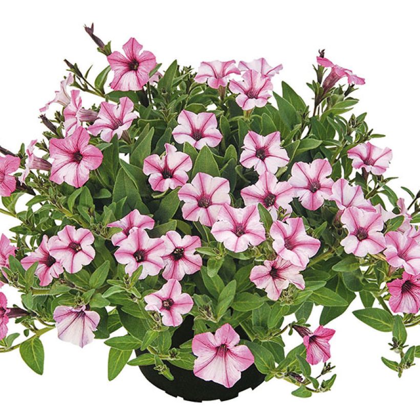 Petúnia Pink Star (Hábito)