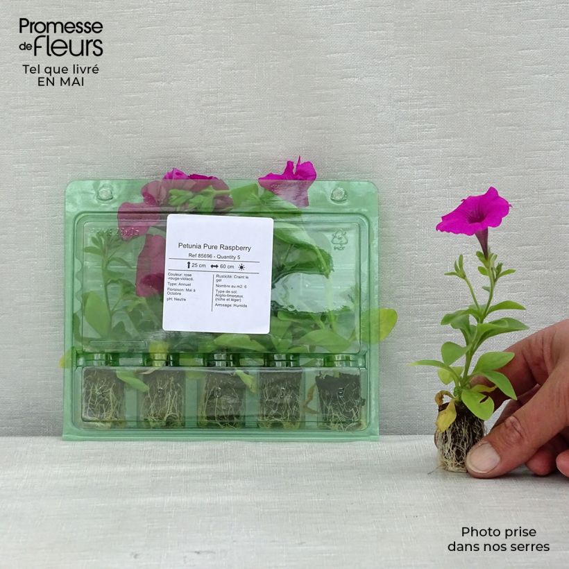 Amostra de Petunia Pure Raspberry Mini-motte Ø 1,5/2,5 cm tal como entregue na primavera