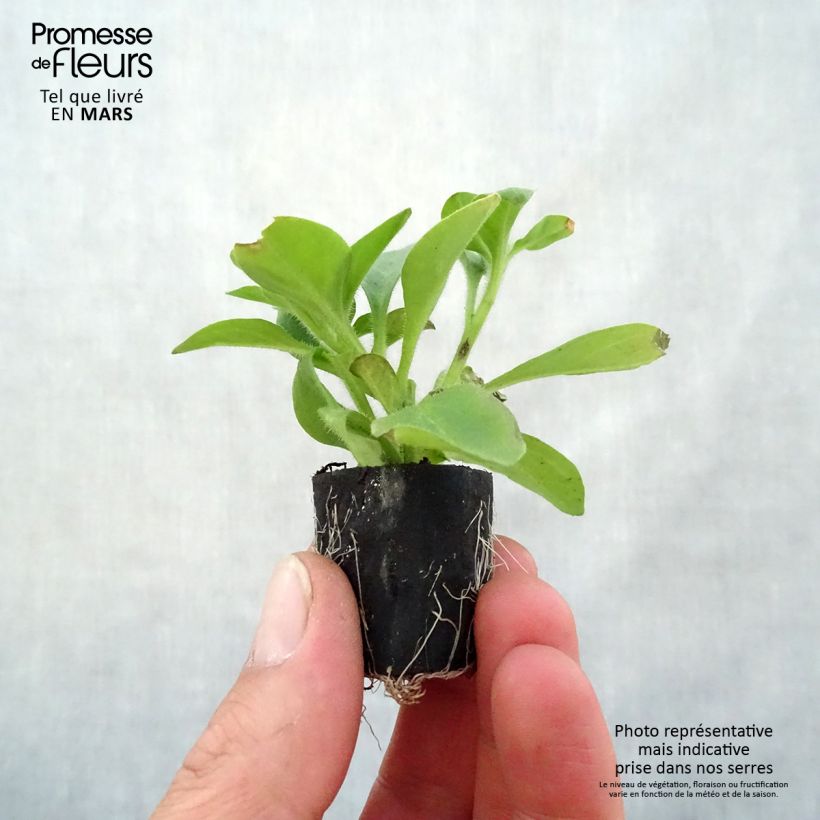 Amostra de Petunia Red Carpet Collection Rimarkable Mini-motte Ø 1,5/2,5 cm tal como entregue na primavera