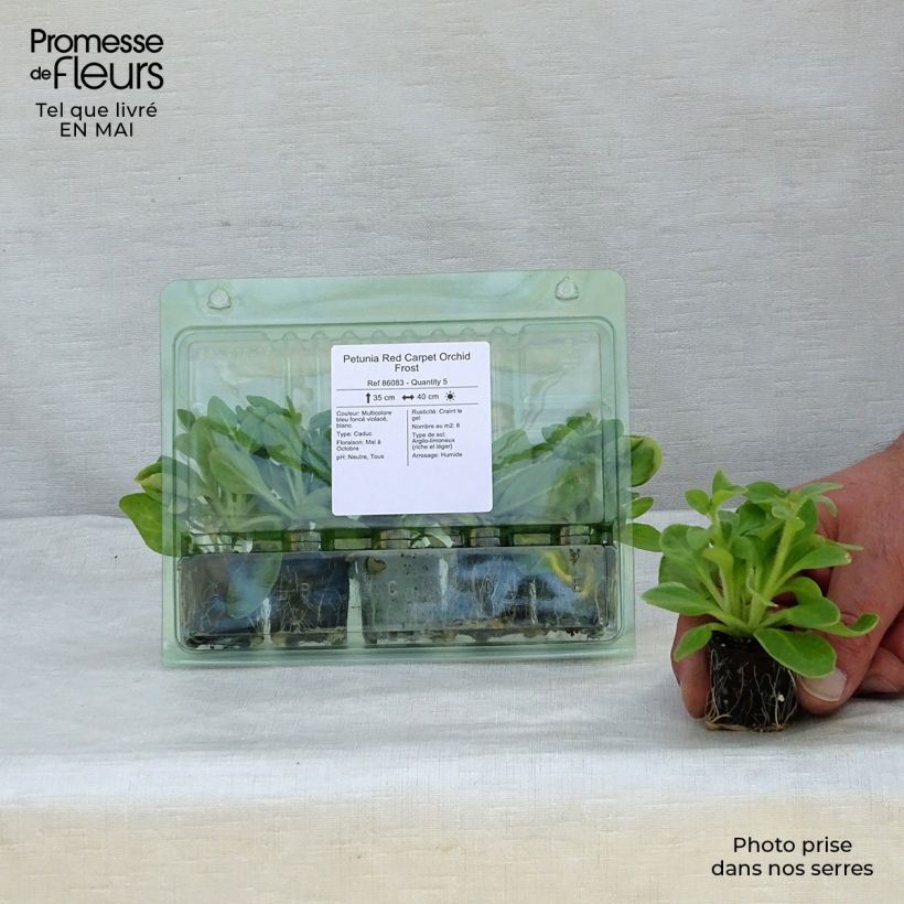 Amostra de Petunia Red Carpet Orchid Frost Mini-motte Ø 3/4 cm tal como entregue na primavera