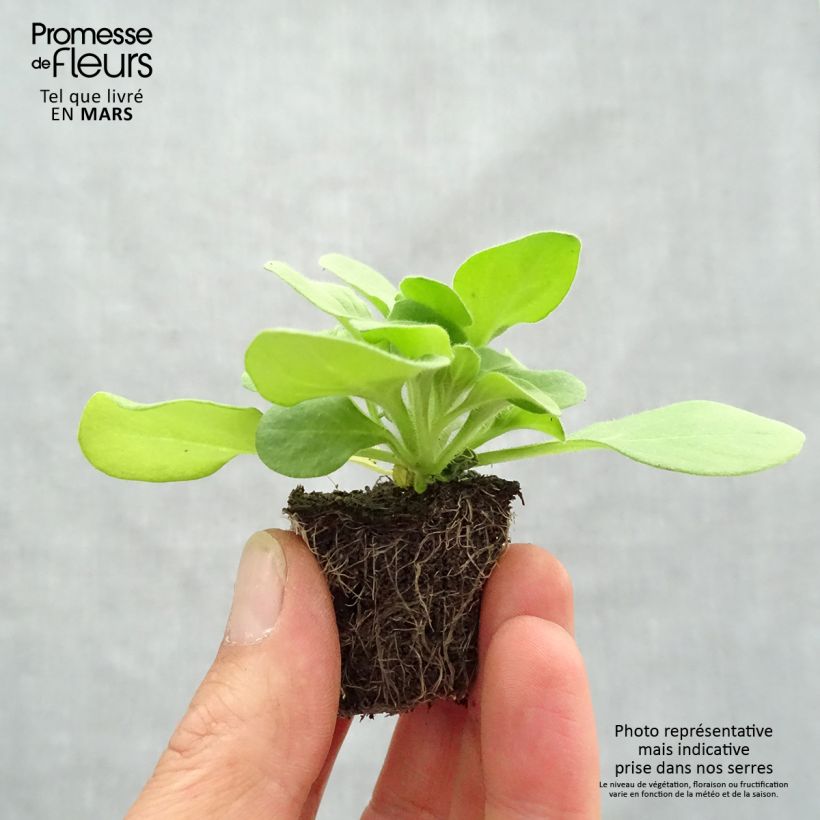 Amostra de Petúnia Sophistica Blackberry Jardimotte: torrão de 3,8 cm x 3,2 cm em tabuleiro de cultivo de 16 unidades tal como entregue na primavera