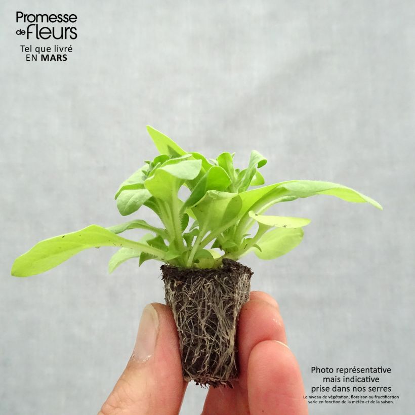 Amostra de Pétunia Sophistica Lime Green Jardimotte : motte 3,8 cm x 3,2 cm en plaque de culture par 16 tal como entregue na primavera