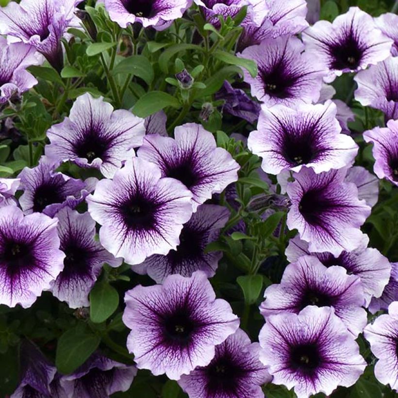 Petúnia Supertunia Bordeaux (Floração)