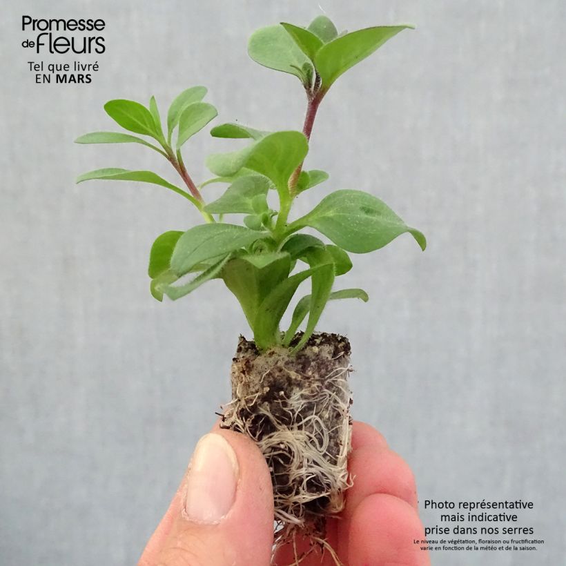 Amostra de Pétunia Supertunia Bordeaux Mini-motte Ø 1,5/2,5 cm tal como entregue na primavera