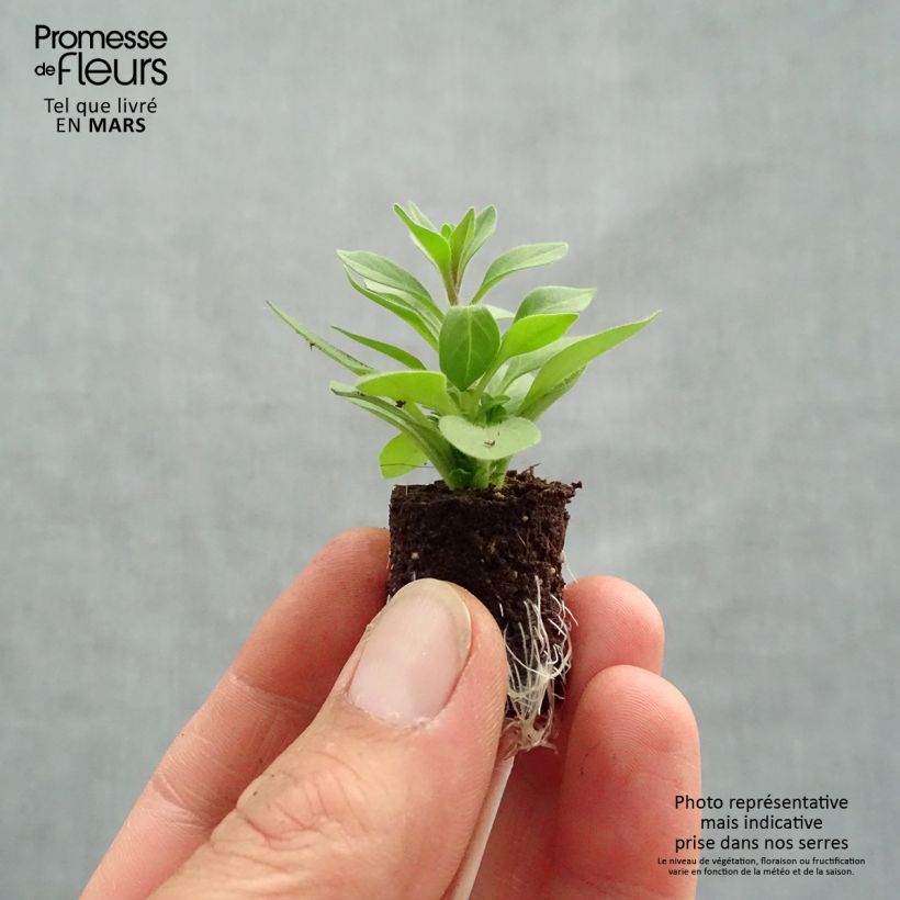 Amostra de Petunia Supertunia Bordeaux Purple Vein Mini-motte Ø 3/4 cm tal como entregue na primavera