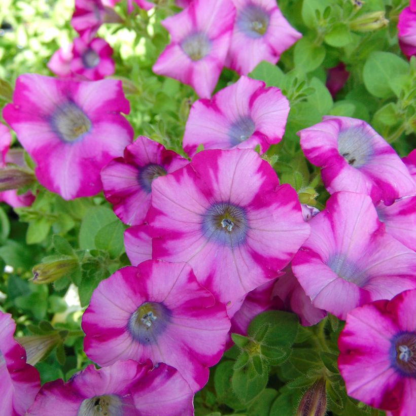 Petúnia Supertunia Mini Blast Rosa (Floração)