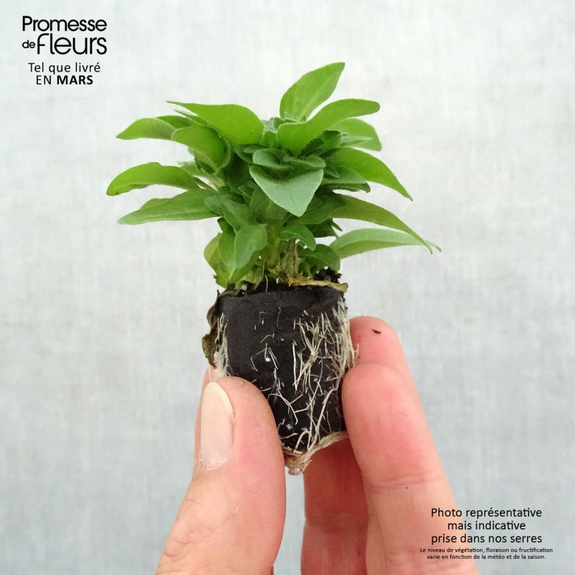 Amostra de Pétunia Supertunia Pink Star Mini-motte Ø 3/4 cm tal como entregue na primavera