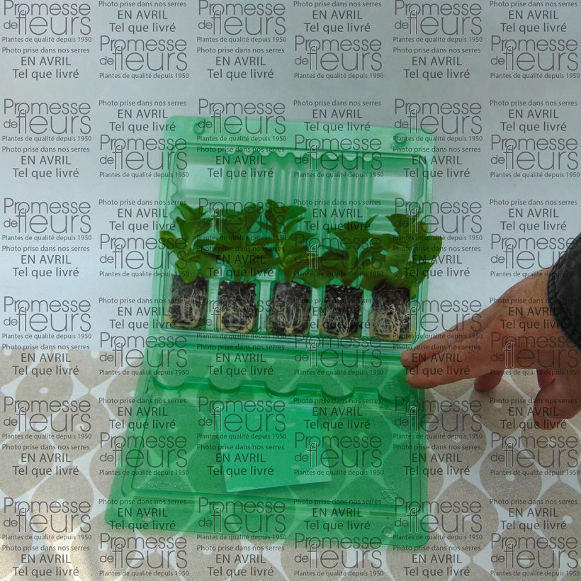 Exemplo de amostra de Pétunia Supertunia Raspberry Blast Mini-motte Ø 3/4 cm tal como entregue