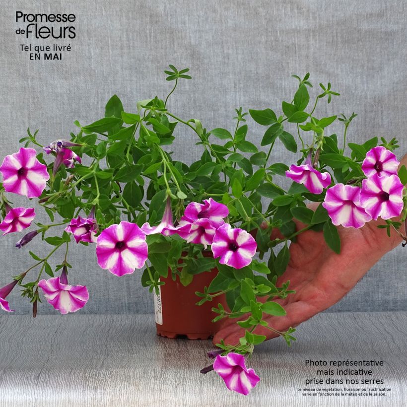 Amostra de Pétunia Supertunia Raspberry Star Godet de 8/9 cm tal como entregue na primavera