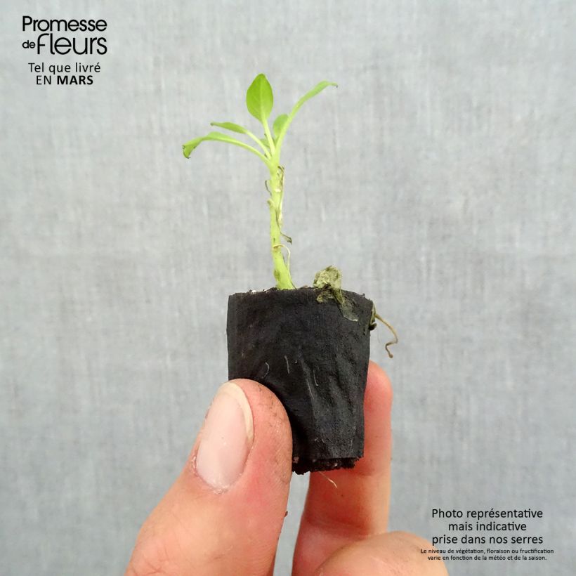 Amostra de Pétunia Supertunia Vista Bubblegum Mini-motte Ø 3/4 cm tal como entregue na primavera