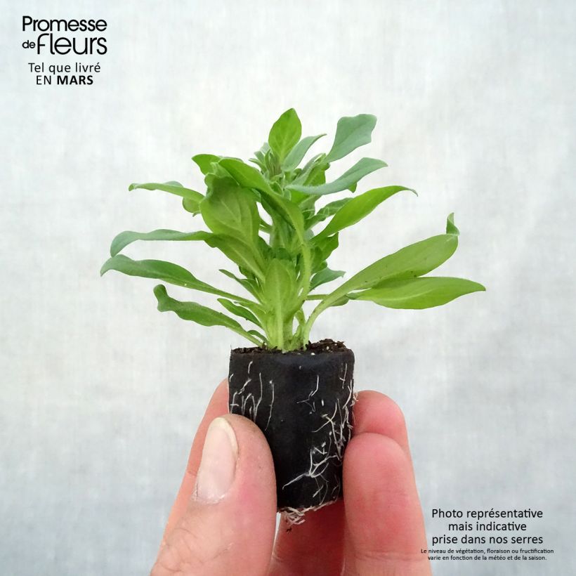 Amostra de Pétunia Supertunia Vista Fuchsia Mini-motte Ø 3/4 cm tal como entregue na primavera