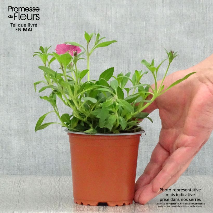 Amostra de Pétunia Supertunia Vista Fuchsia Pot de 10 cm/11cm tal como entregue na primavera