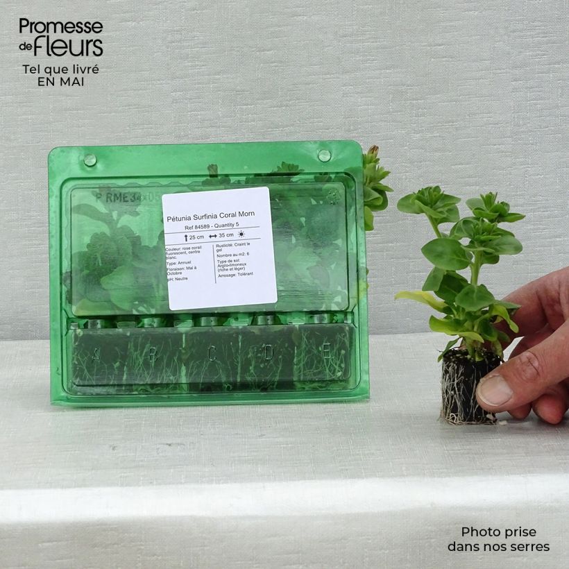 Amostra de Pétunia Surfinia Coral Morn Mini-motte Ø 3/4 cm tal como entregue na primavera