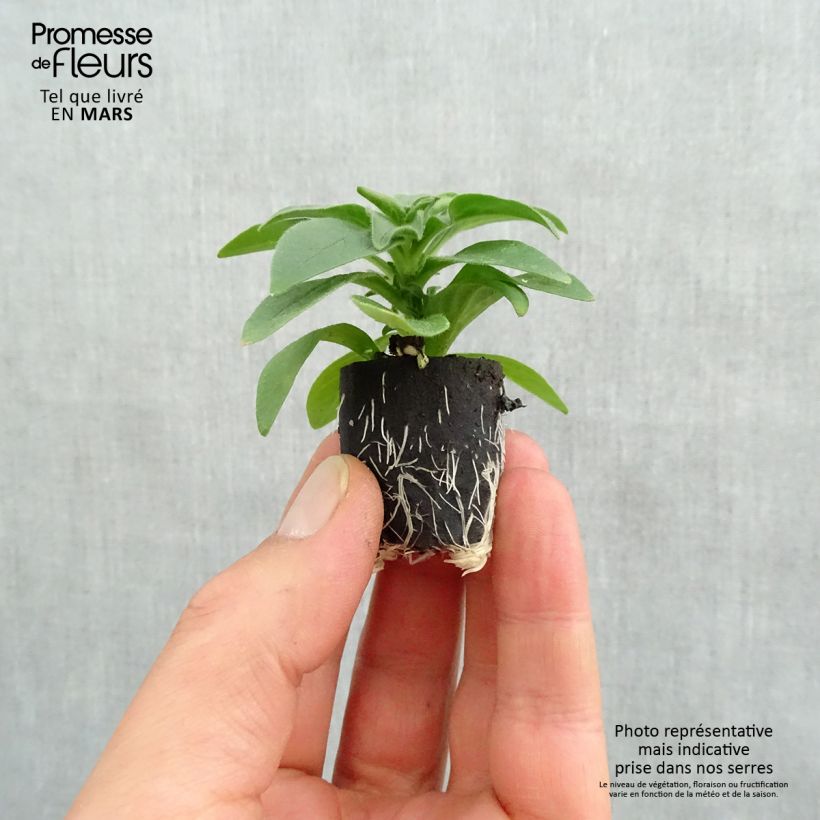 Amostra de Pétunia Surfinia Deep Red rouge foncé Mini-motte Ø 3/4 cm tal como entregue na primavera