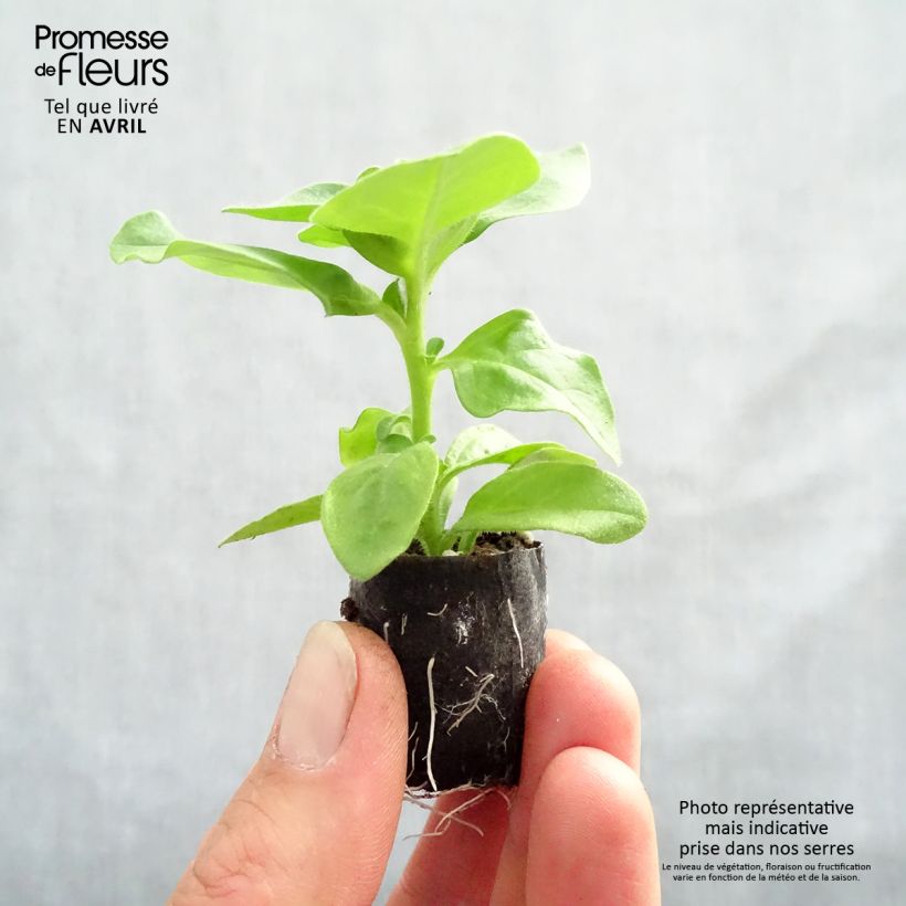 Amostra de Pétunia Surfinia Double Lilac Mini-motte Ø 3/4 cm tal como entregue na primavera