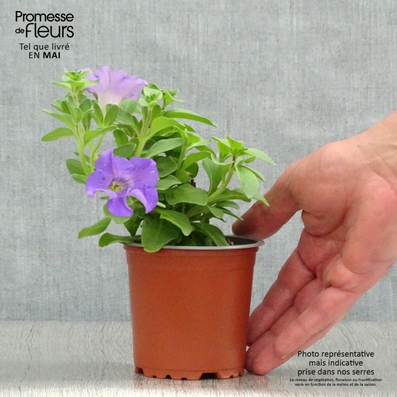 Amostra de Pétunia Surfinia Heavenly Blue Godet de 8/9 cm tal como entregue na primavera