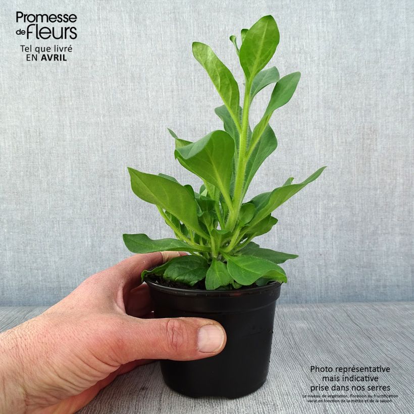 Amostra de Pétunia Surfinia Hot Pink rose vif Pot de 10 cm/11cm tal como entregue na primavera