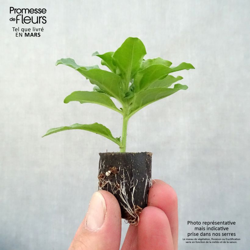 Amostra de Pétunia Surfinia Purple Mini-motte Ø 3/4 cm tal como entregue na primavera