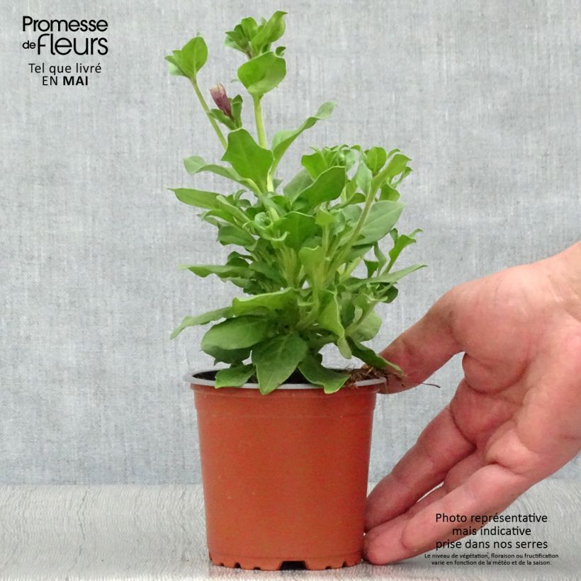 Amostra de Pétunia Surfinia Purple Godet de 8/9 cm tal como entregue na primavera