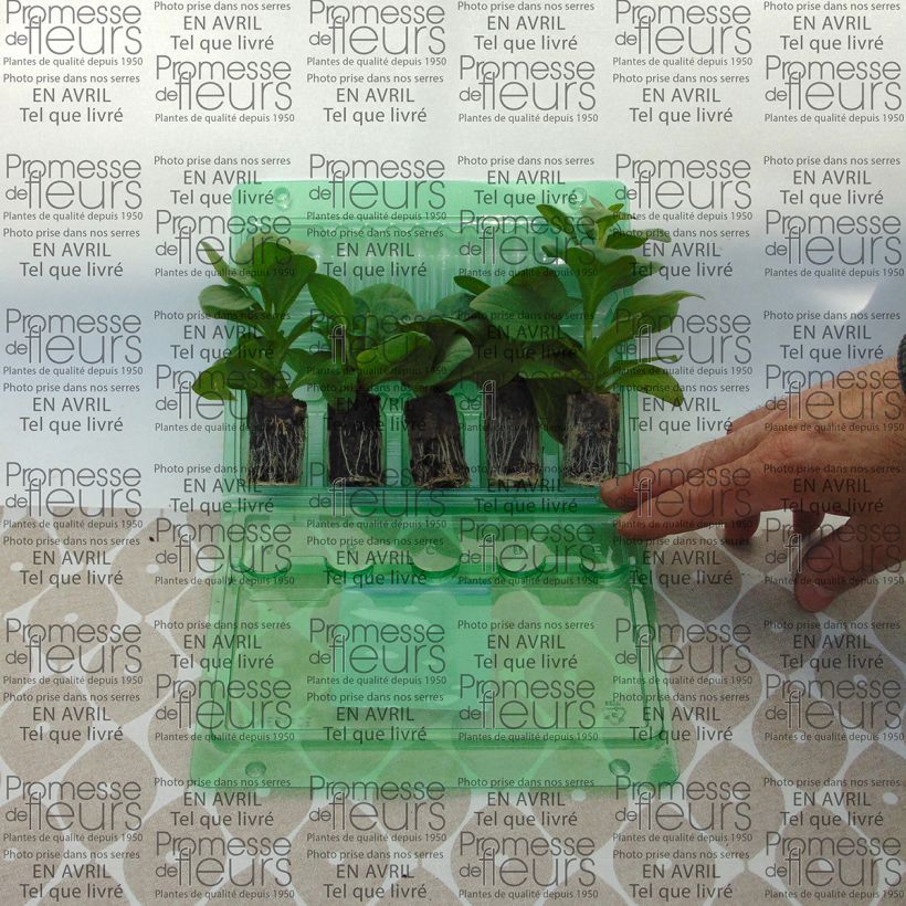 Exemplo de amostra de Pétunia Surfinia Sky Blue Mini-motte Ø 3/4 cm tal como entregue