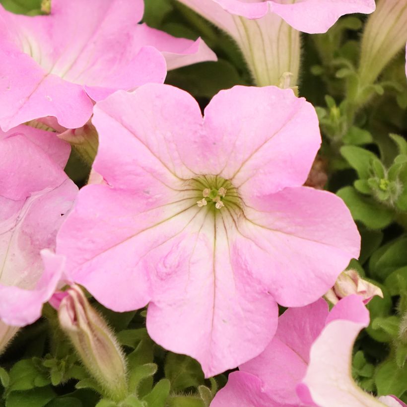 Petúnia Surfinia Trailing Big Pink (Floração)