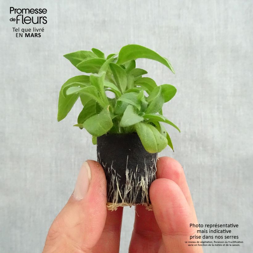 Amostra de Pétunia Surfinia Yellow Dream Mini-motte Ø 3/4 cm tal como entregue na primavera