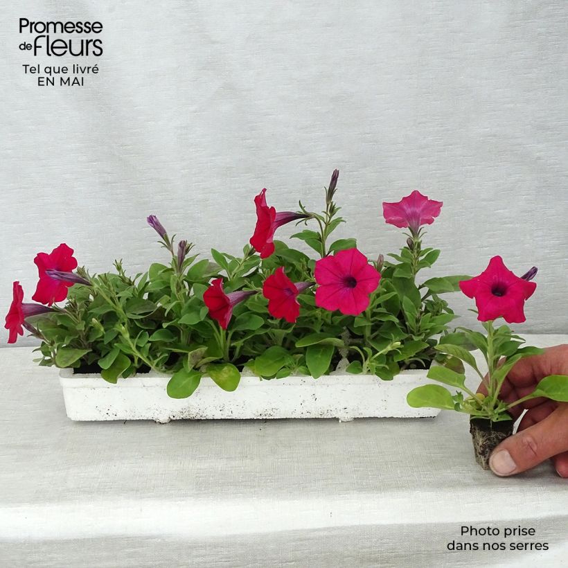 Amostra de Pétunia Tidal Wave F1 Cherry Jardimotte : motte 3,8 cm x 3,2 cm en plaque de culture par 16 tal como entregue na primavera